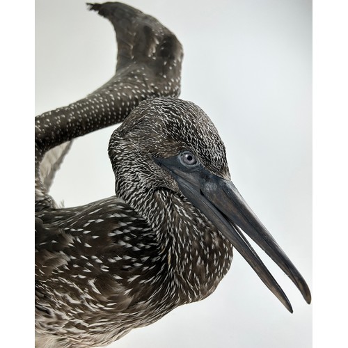 8 - A TAXIDERMY JUVENILE BLACK GANNET (MORUS BASSANUS)

90cm wingspan, 40cm in height