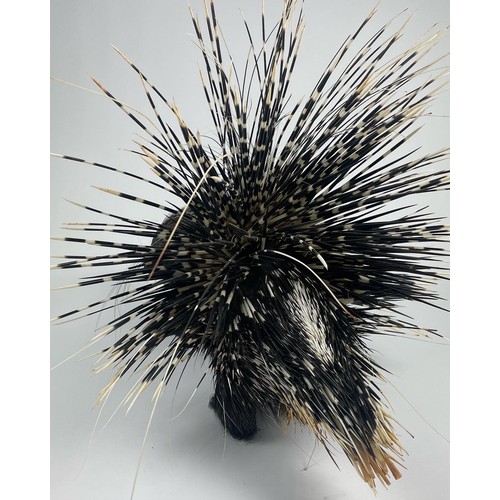 3 - A LARGE TAXIDERMY PORCUPINE (HYSTRIX AFRICAEAUSTRALIS), full mount with an impressive display of qui... 