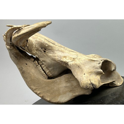 44 - AN ANTIQUE WARTHOG SKULL ON SHIELD, shot by C.Fry in Portuguese East Africa in 1937.