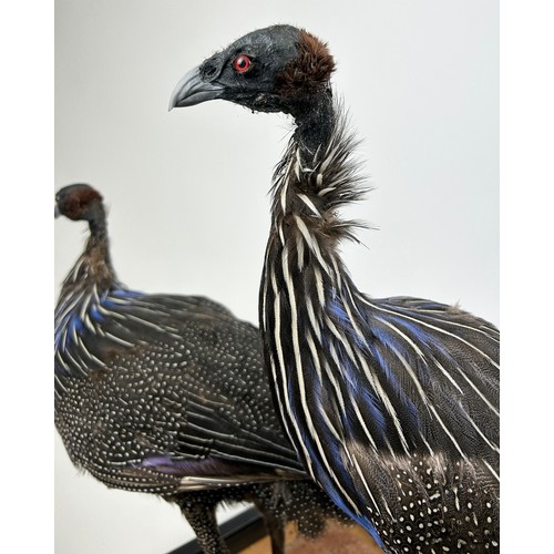 45 - A TAXIDERMY 'CONFUSION' OF VULTURINE GUINEA-FOWLS (ACRYLLIUM VULTURINUM), diorama mounted on a stand... 