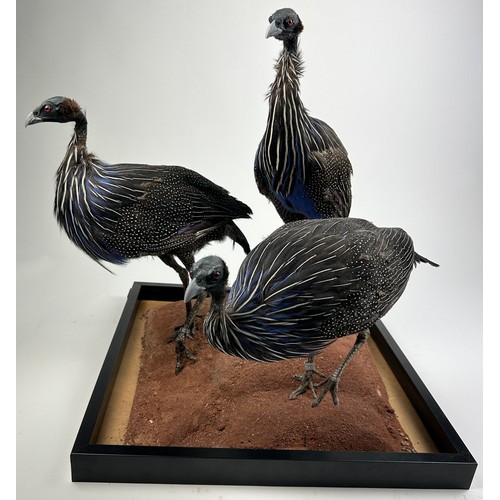 45 - A TAXIDERMY 'CONFUSION' OF VULTURINE GUINEA-FOWLS (ACRYLLIUM VULTURINUM), diorama mounted on a stand... 