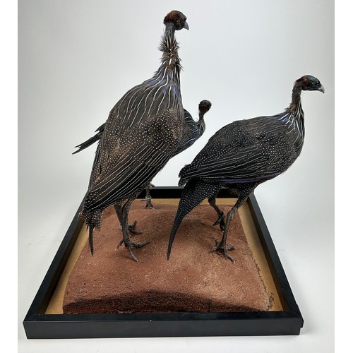 45 - A TAXIDERMY 'CONFUSION' OF VULTURINE GUINEA-FOWLS (ACRYLLIUM VULTURINUM), diorama mounted on a stand... 