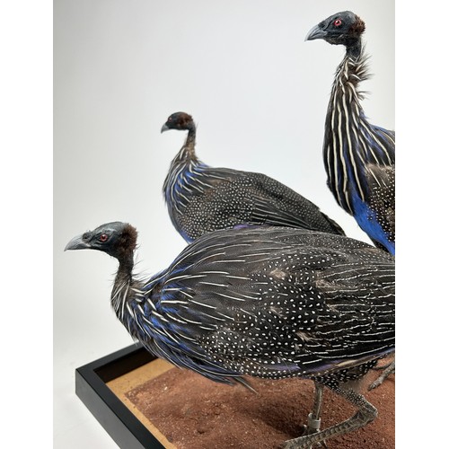 45 - A TAXIDERMY 'CONFUSION' OF VULTURINE GUINEA-FOWLS (ACRYLLIUM VULTURINUM), diorama mounted on a stand... 