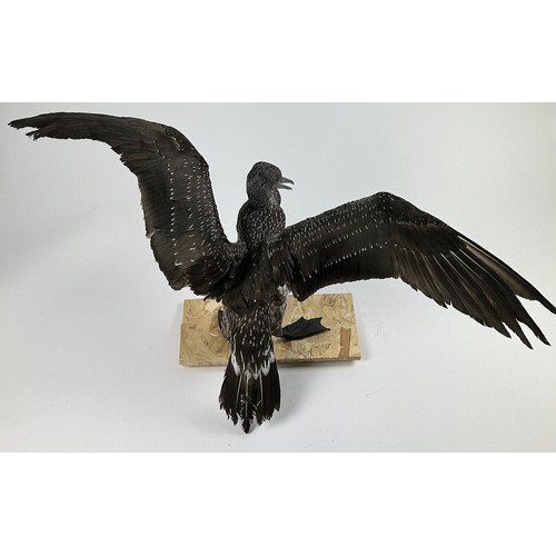 48 - A TAXIDERMY JUVENILE BLACK GANNET (MORUS BASSANUS)

90cm wingspan, 40cm in height