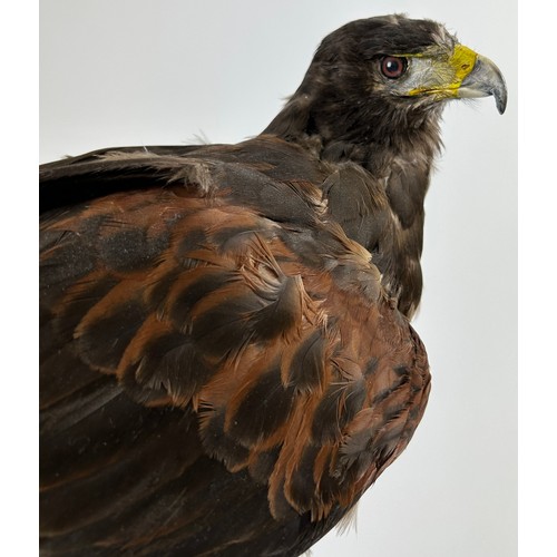 46 - A TAXIDERMY HARRIS HAWK (PARABUTEO UNICINCTUS), mounted on a naturalistic base of a in saguaro cactu... 