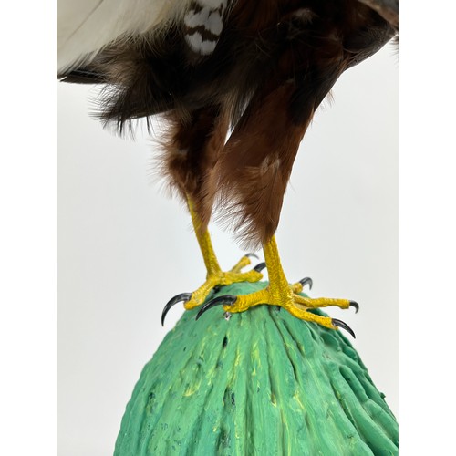 46 - A TAXIDERMY HARRIS HAWK (PARABUTEO UNICINCTUS), mounted on a naturalistic base of a in saguaro cactu... 