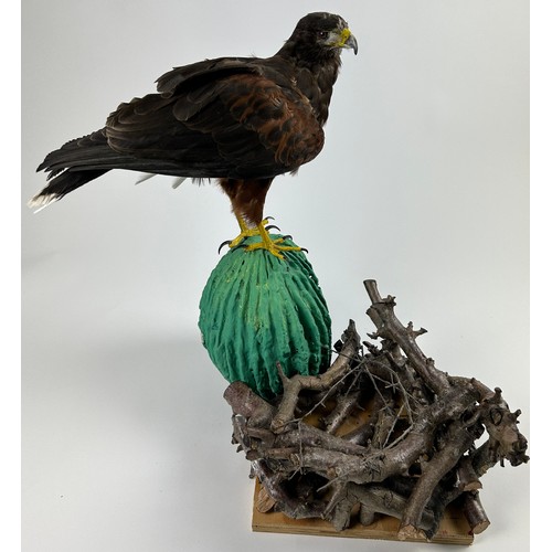 46 - A TAXIDERMY HARRIS HAWK (PARABUTEO UNICINCTUS), mounted on a naturalistic base of a in saguaro cactu... 