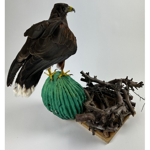 46 - A TAXIDERMY HARRIS HAWK (PARABUTEO UNICINCTUS), mounted on a naturalistic base of a in saguaro cactu... 