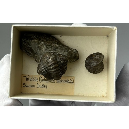 13 - A FOSSIL TRILOBITE (CALYMENE TUBERCULATA) FROM SILURIAN DUDLEY, ex museum with old collection label ...