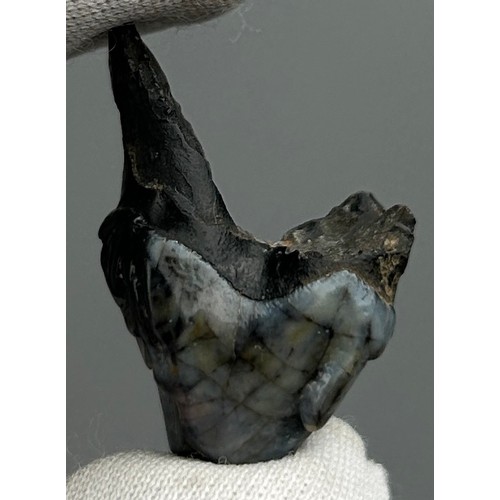 7 - A TOOTH FROM THE EXTINCT TRINIL TIGER, very scarce from the Solo River, Java, Indonesia. 

Early to ... 