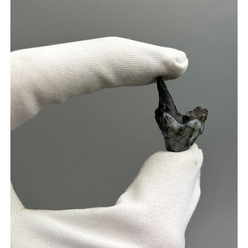 7 - A TOOTH FROM THE EXTINCT TRINIL TIGER, very scarce from the Solo River, Java, Indonesia. 

Early to ... 