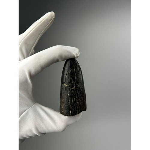 10 - THE TIP OF AN EXTINCT STEGADON ELEPHANT TUSK, from the Solo River in Java, Indonesia. 

Pliocene age... 