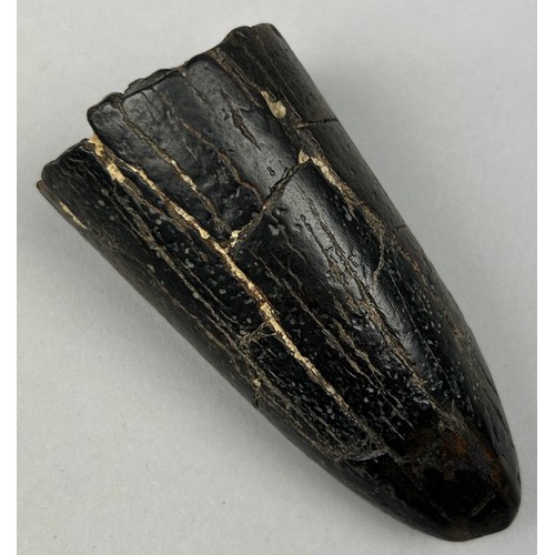 10 - THE TIP OF AN EXTINCT STEGADON ELEPHANT TUSK, from the Solo River in Java, Indonesia. 

Pliocene age... 