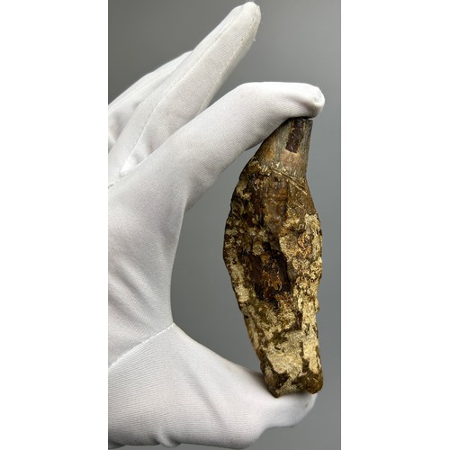 6 - A GIGANTIC FOSSILISED PREHISTORIC CAVE BEAR TOOTH, from West Java, Indonesia. Very scarce from these... 