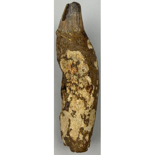 6 - A GIGANTIC FOSSILISED PREHISTORIC CAVE BEAR TOOTH, from West Java, Indonesia. Very scarce from these... 