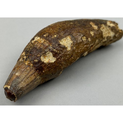 6 - A GIGANTIC FOSSILISED PREHISTORIC CAVE BEAR TOOTH, from West Java, Indonesia. Very scarce from these... 