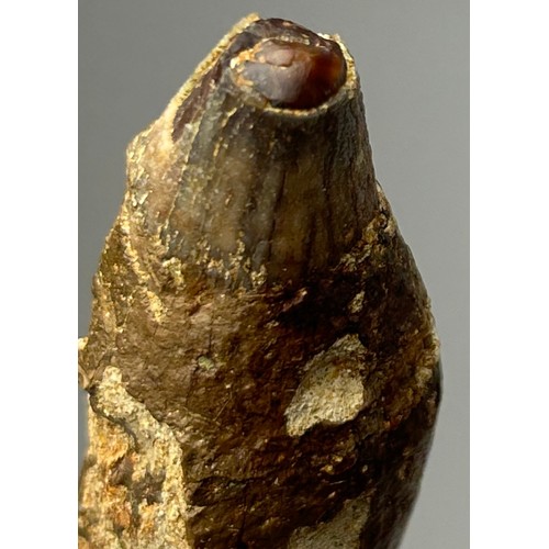 6 - A GIGANTIC FOSSILISED PREHISTORIC CAVE BEAR TOOTH, from West Java, Indonesia. Very scarce from these... 