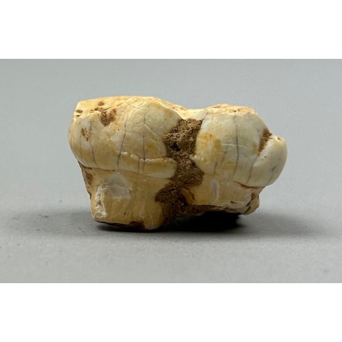 8 - A MOLAR TOOTH FROM AN EXTINCT CAVE BEAR URSUS DENINGERI, 

Found in Westbury sub, Mendip, Somerset, ... 