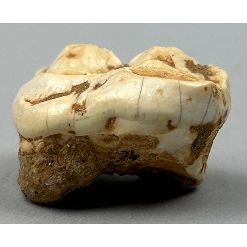 8 - A MOLAR TOOTH FROM AN EXTINCT CAVE BEAR URSUS DENINGERI, 

Found in Westbury sub, Mendip, Somerset, ... 