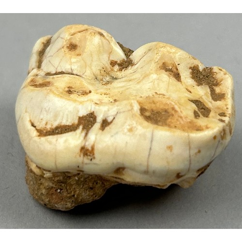 8 - A MOLAR TOOTH FROM AN EXTINCT CAVE BEAR URSUS DENINGERI, 

Found in Westbury sub, Mendip, Somerset, ... 