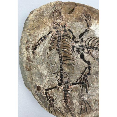 14 - A RARE FOSSIL PLATE CONTAINING TWO BARASAURUS REPTILES, 
Permian of Madagascar, Triassic period circ... 