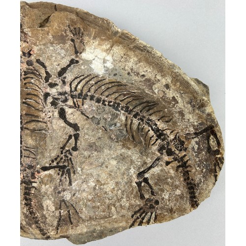 14 - A RARE FOSSIL PLATE CONTAINING TWO BARASAURUS REPTILES, 
Permian of Madagascar, Triassic period circ... 