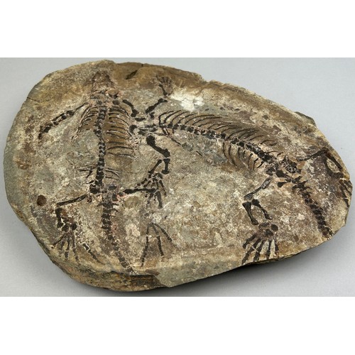 14 - A RARE FOSSIL PLATE CONTAINING TWO BARASAURUS REPTILES, 
Permian of Madagascar, Triassic period circ... 