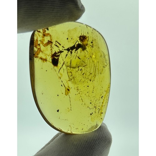 28 - AN EXCEPTIONALLY RARE AMBER SPECIMEN INCLUDING A 'HELL ANT', with a very large tick also. 

From the... 