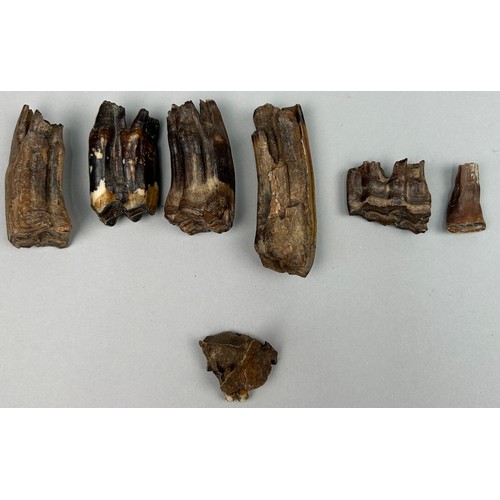 9 - A COLLECTION OF PROBABLY BRONZE AGE PARTIALLY FOSSILISED HORSE TEETH ALONG WITH TWO HUMAN TEETH IN A... 