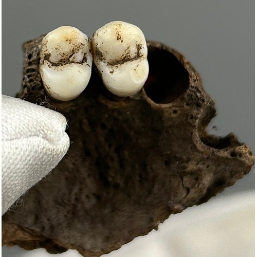 9 - A COLLECTION OF PROBABLY BRONZE AGE PARTIALLY FOSSILISED HORSE TEETH ALONG WITH TWO HUMAN TEETH IN A... 