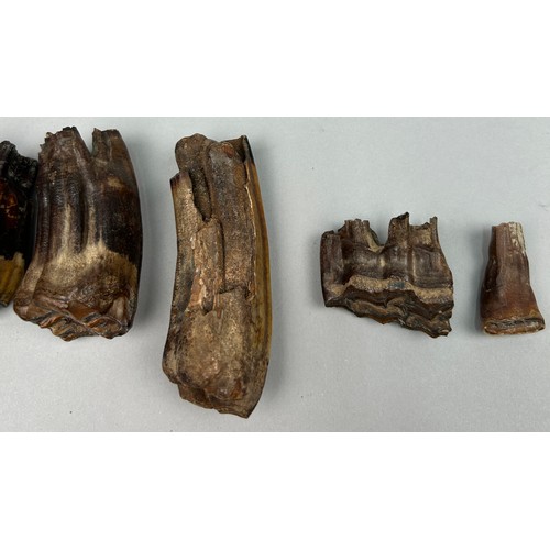 9 - A COLLECTION OF PROBABLY BRONZE AGE PARTIALLY FOSSILISED HORSE TEETH ALONG WITH TWO HUMAN TEETH IN A... 