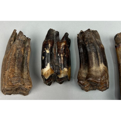 9 - A COLLECTION OF PROBABLY BRONZE AGE PARTIALLY FOSSILISED HORSE TEETH ALONG WITH TWO HUMAN TEETH IN A... 