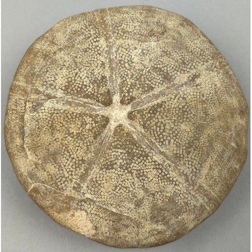 18 - A FOSSILISED BRITISH SEA URCHIN 'POUND STONE', from Stow on the Wold, Gloucestershire. 

In the 18th... 