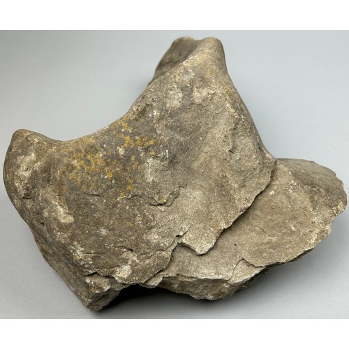 5 - A LARGE FOSSIL FOOTPRINT OF A MEAT-EATING THERAPOD DINOSAUR, old British collection

31cm x 27cm x 1... 