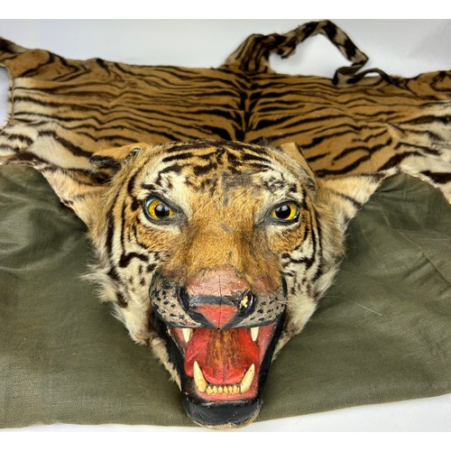 39 - A LARGE TAXIDERMY TIGER SKIN RUG CIRCA 1930, photo of rug beneath the family dinner table. Photo not... 