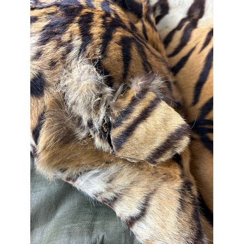 39 - A LARGE TAXIDERMY TIGER SKIN RUG CIRCA 1930, photo of rug beneath the family dinner table. Photo not... 