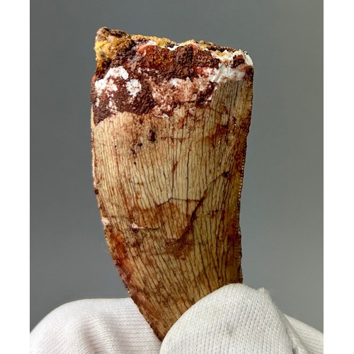 7A - AN AFRICAN T REX TOOTH, (Carcharodontosaurus Saharicus) 
Some of the largest predators to roam the e... 