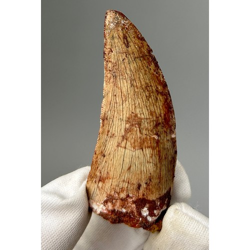 7A - AN AFRICAN T REX TOOTH, (Carcharodontosaurus Saharicus) 
Some of the largest predators to roam the e... 