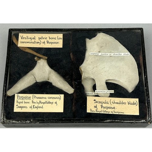 62 - BONES OF A PORPOISE FROM THE ROYAL COLLEGE OF SURGEONS, ex museum 

To include a vestigial pelvic bo... 