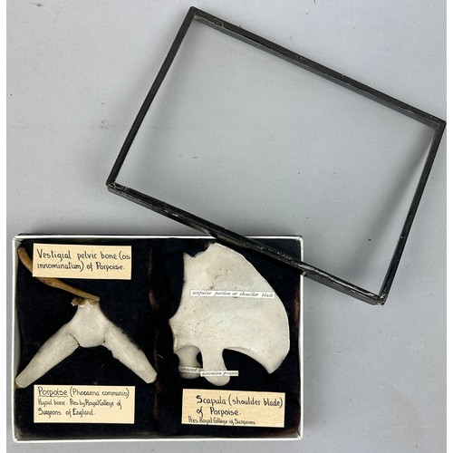 62 - BONES OF A PORPOISE FROM THE ROYAL COLLEGE OF SURGEONS, ex museum 

To include a vestigial pelvic bo... 