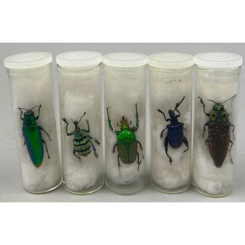 68 - A COLLECTION OF FIVE TAXIDERMY BEETLES IN OLD MUSEUM VIALS