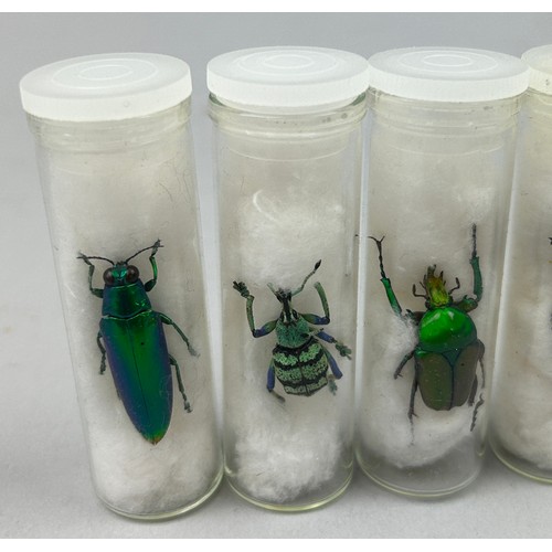 68 - A COLLECTION OF FIVE TAXIDERMY BEETLES IN OLD MUSEUM VIALS