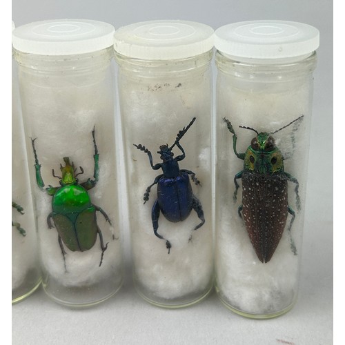 68 - A COLLECTION OF FIVE TAXIDERMY BEETLES IN OLD MUSEUM VIALS