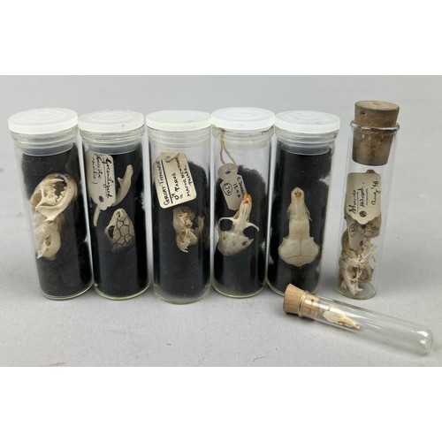 65 - A COLLECTION OF SMALL ANIMAL SKULLS IN OLD MUSEUM VIALS, including the skull of a green lizard (7)