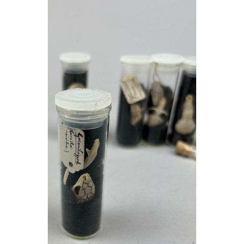 65 - A COLLECTION OF SMALL ANIMAL SKULLS IN OLD MUSEUM VIALS, including the skull of a green lizard (7)