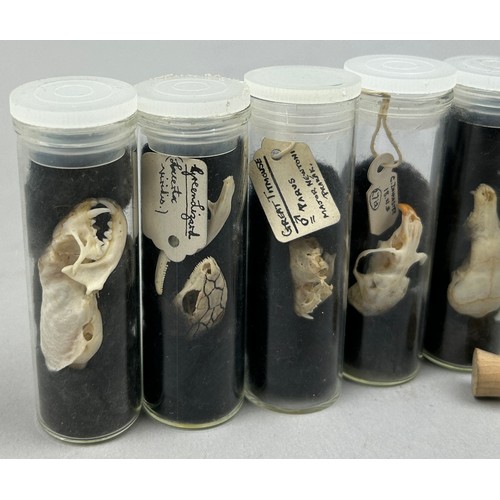 65 - A COLLECTION OF SMALL ANIMAL SKULLS IN OLD MUSEUM VIALS, including the skull of a green lizard (7)