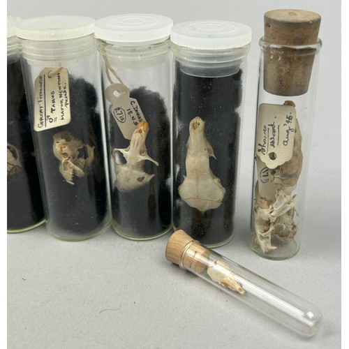 65 - A COLLECTION OF SMALL ANIMAL SKULLS IN OLD MUSEUM VIALS, including the skull of a green lizard (7)