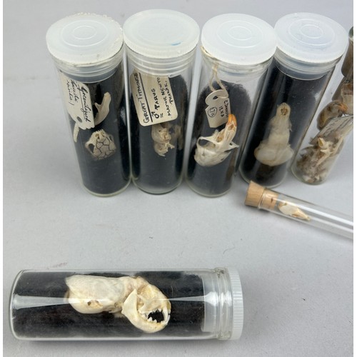 65 - A COLLECTION OF SMALL ANIMAL SKULLS IN OLD MUSEUM VIALS, including the skull of a green lizard (7)