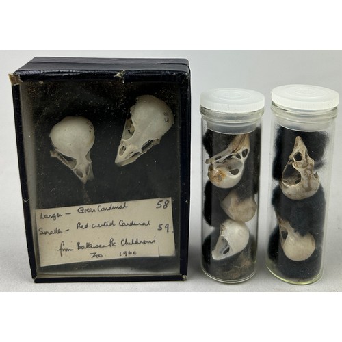 67 - A COLLECTION OF SMALL BIRD SKULLS IN OLD MUSEUM BOXES AND VIALS, to include the skulls of a green ca... 