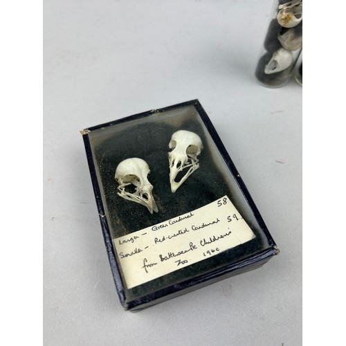 67 - A COLLECTION OF SMALL BIRD SKULLS IN OLD MUSEUM BOXES AND VIALS, to include the skulls of a green ca... 